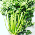 2021 New Crop Chinese High Quality Cheap Fresh Carrot Green Celery